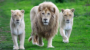 Lion and two Lioness walking on green grass field during daytime